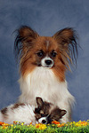 hundefotos papillon
