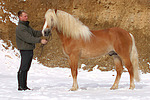 pferdefotos haflinger
