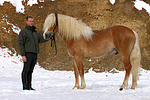pferdefotos haflinger
