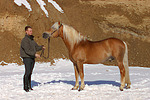 pferdefotos haflinger