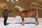 pferdefotos haflinger