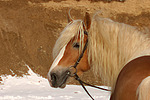 pferdefotos haflinger