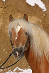 pferdefotos haflinger