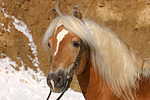 pferdefotos haflinger