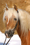 pferdefotos haflinger