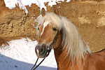 pferdefotos haflinger