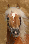pferdefotos haflinger