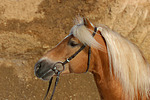 pferdefotos haflinger