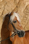 pferdefotos haflinger