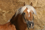 pferdefotos haflinger
