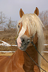 pferdefotos haflinger