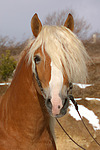 pferdefotos haflinger