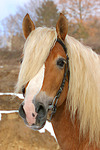 pferdefotos haflinger
