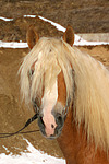 pferdefotos haflinger