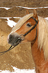 pferdefotos haflinger