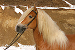 pferdefotos haflinger