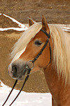 pferdefotos haflinger