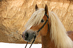 pferdefotos haflinger
