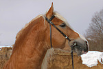 pferdefotos haflinger