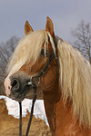 pferdefotos haflinger