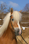 pferdefotos haflinger