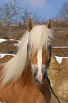 pferdefotos haflinger