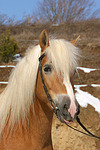 pferdefotos haflinger