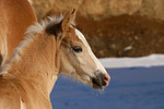 pferdefotos haflinger