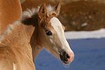 pferdefotos haflinger