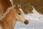 pferdefotos haflinger
