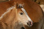 pferdefotos haflinger