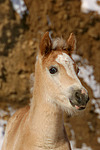 pferdefotos haflinger