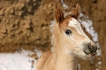 pferdefotos haflinger
