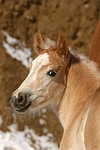 pferdefotos haflinger