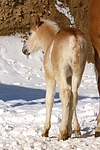 pferdefotos haflinger