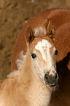 pferdefotos haflinger