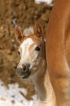 pferdefotos haflinger