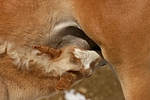 pferdefotos haflinger