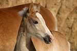 pferdefotos haflinger