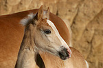 pferdefotos haflinger