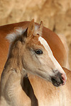 pferdefotos haflinger