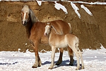 pferdefotos haflinger