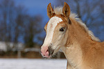 pferdefotos haflinger