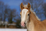 pferdefotos haflinger