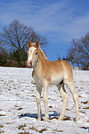 pferdefotos haflinger