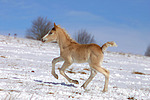pferdefotos haflinger