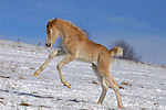 pferdefotos haflinger