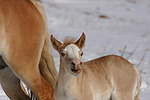 pferdefotos haflinger