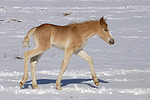 pferdefotos haflinger
