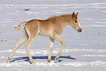 pferdefotos haflinger